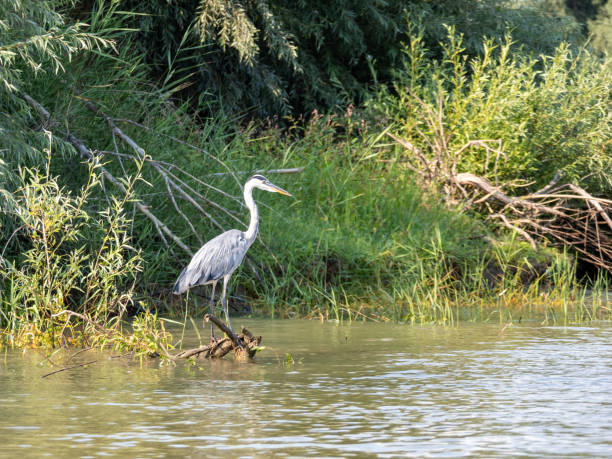 istock Grey Heron in Danube Delta, Romania 1685080547