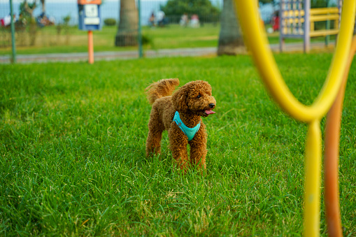 Brown cute poodle in dog playground in public park