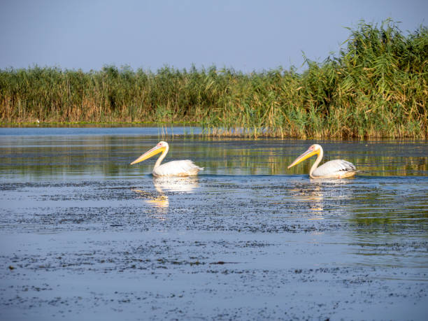 istock Pelicans on Horseshoe de Sud lake, Danube Delta, Romania 1685081105