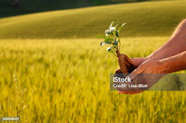 Nuevo La Planta En Las Manos Al Atardecer Foto de stock y más banco de imágenes de Adulto - Adulto, Agarrar, Agricultura