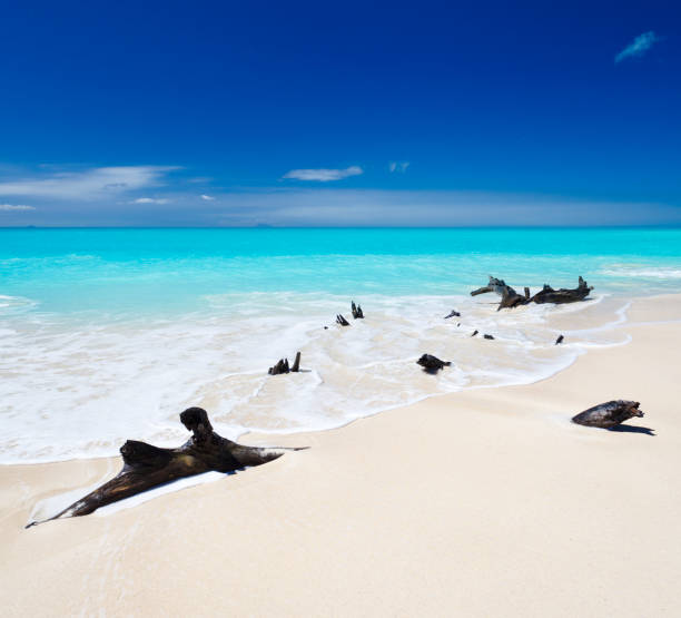 istock Driftwood On Caribbean Beach 168508579