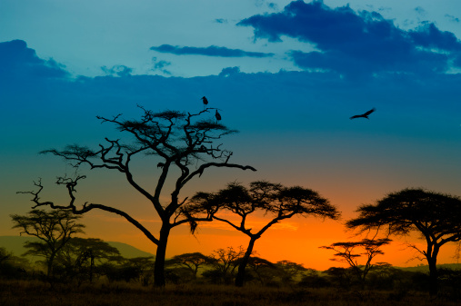 Marabú abdim landing on a tree at sunset, Serengeti, África photo