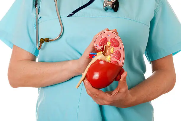 Nurse with stethoscope holding anatomical model of healthy human kidney. White background.
