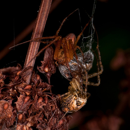The top spider is a Eurasian armoured long-jawed spider. It had caught and wrapped a fly. The bottom spider is a Garden orb which has moved in to steal the fly. The plant is Bitter dock. Close-up and very well focussed with a black background.