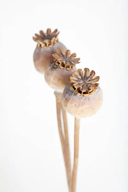 Close up of arrangement of dried Opium Poppy seed heads isolated on white background with shallow depth of field.