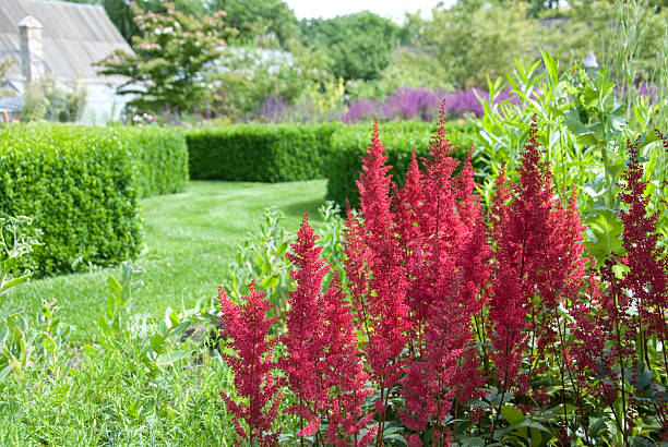 istock Astilbe standing in an ornamental garden 168510283