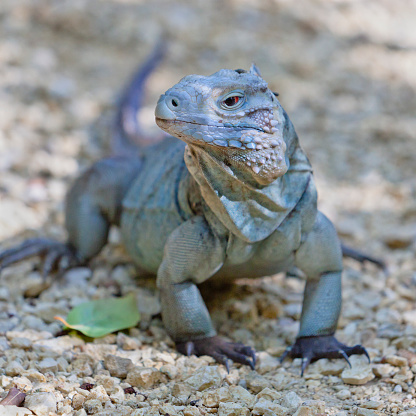 The rare Cayman Blue Iguana (Cyclura lewisi) is protected in the Queen Elizabeth II Botanic Park, where you can find the real natural habitat of this surprising creature. East End, Grand Cayman, Cayman Islands. 