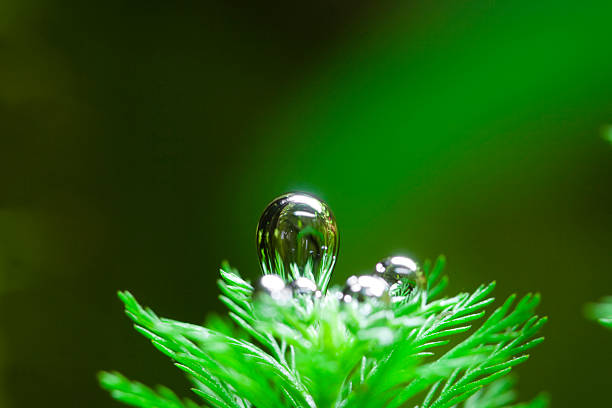 planta de oxígeno de pensamiento de acuático - myriophyllum aquaticum fotografías e imágenes de stock