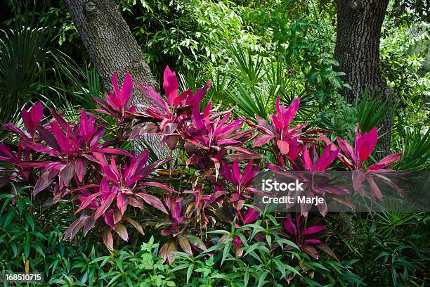Foto de Brilhantes Da Folhagem Tropical e mais fotos de stock de Arbusto Tropical - Arbusto Tropical, Beleza natural - Natureza, Cor Vibrante