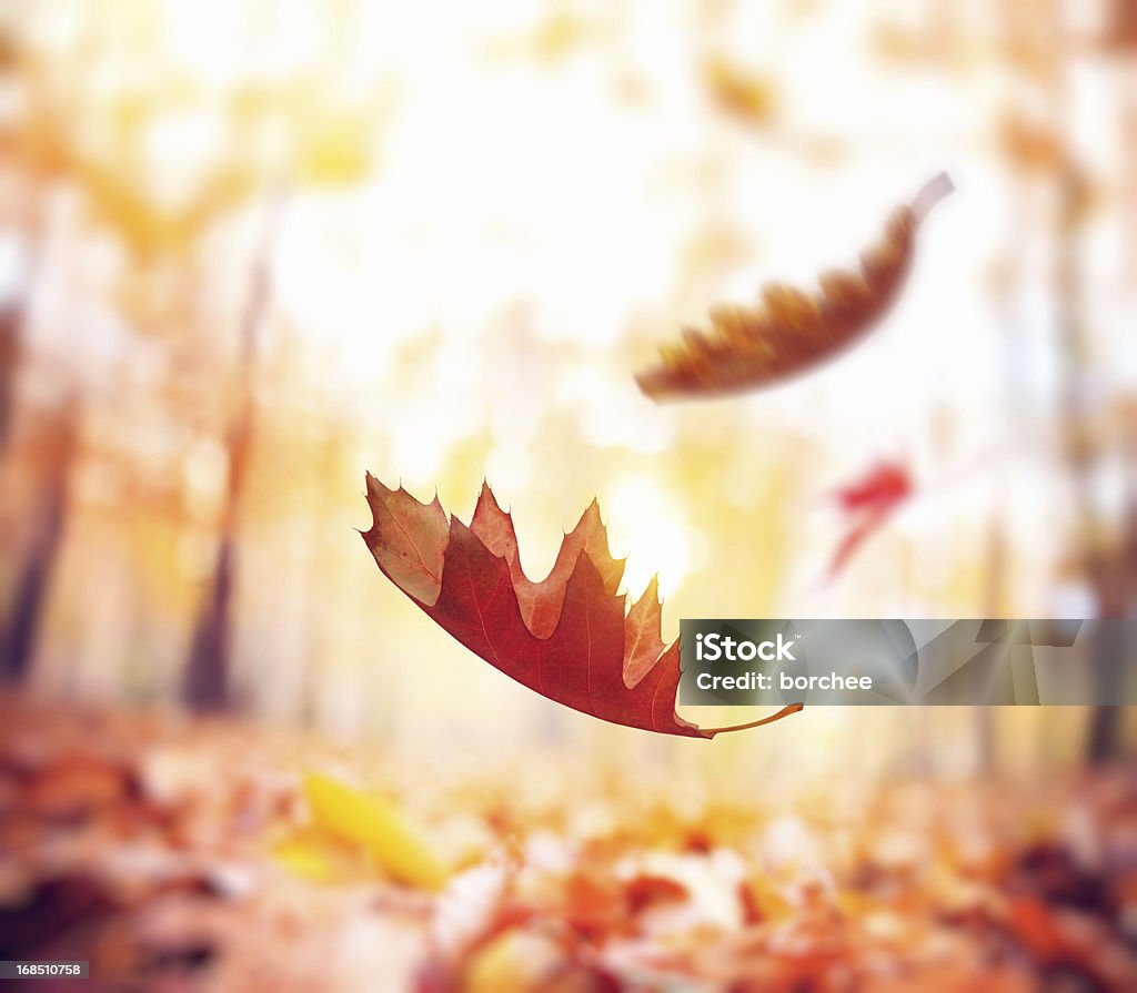 Falling 秋の葉 - 葉のロイヤリティフリーストックフォト