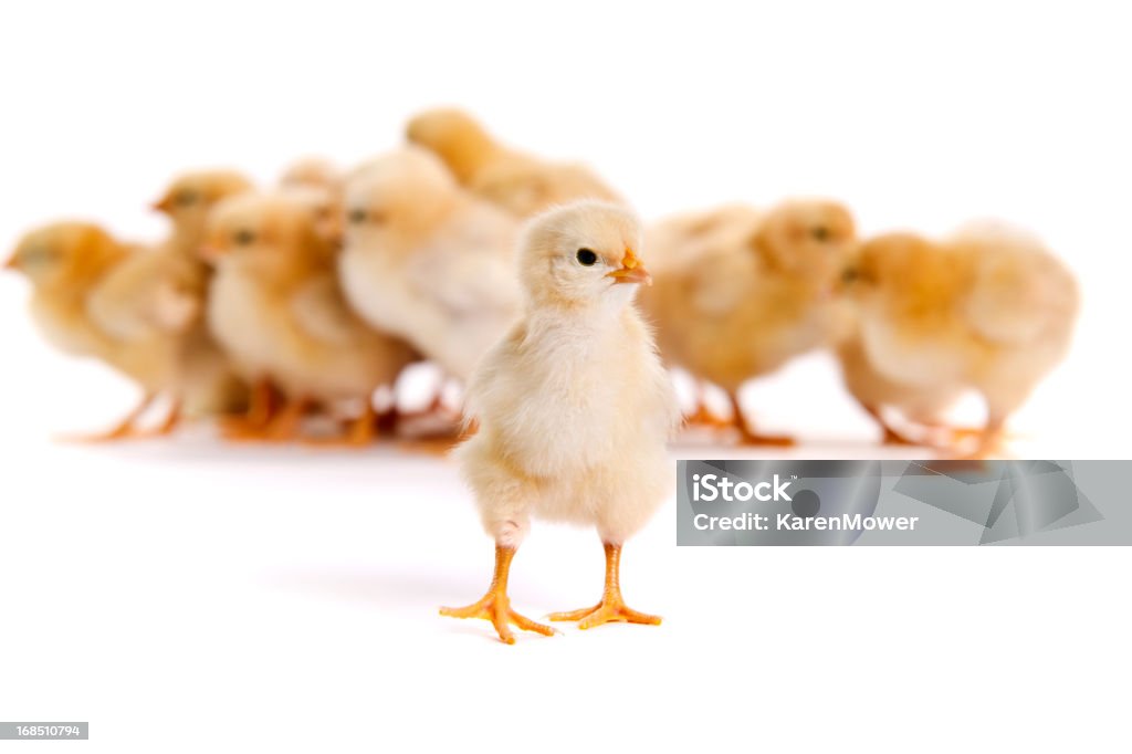 Chicks Stock photo of a group of yellow chicks, Buff Orphingtons, one standing apart from the others isolated on a white background. Baby Chicken Stock Photo