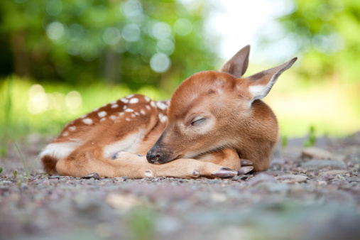 istock Newborn White-Tailed Deer Fawn Sleeping in Woods Clearing 168510821