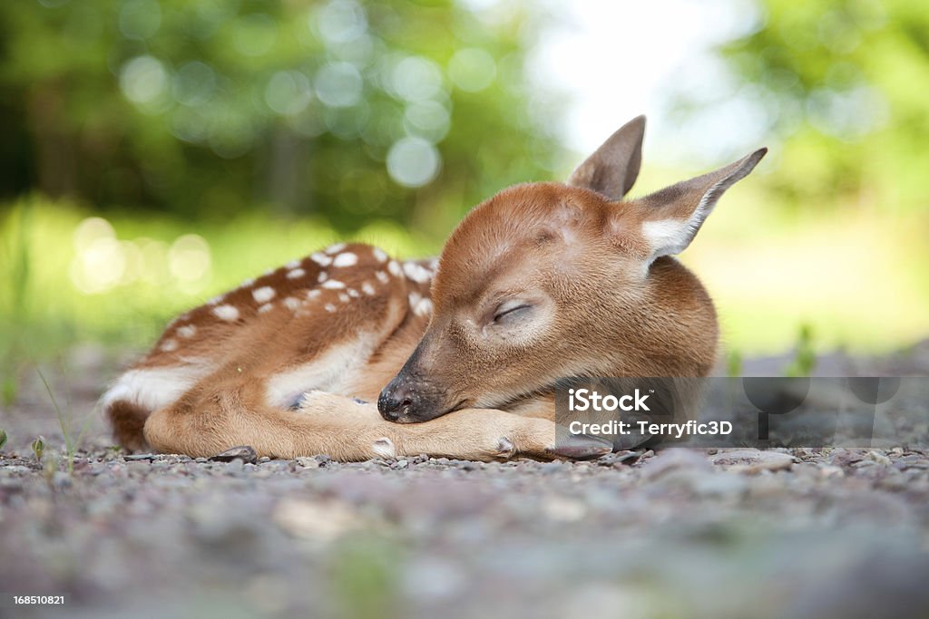 Newborn Whitetailed Deer Fawn Sleeping In Woods Clearing Stock Photo -  Download Image Now - iStock