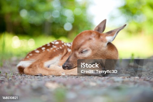 294 Baby Deer Sleeping Stock Photos, Pictures & Royalty-Free Images - iStock