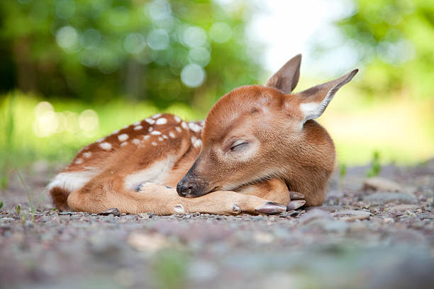 Newborn White-Tailed Deer Fawn Sleeping in Woods Clearing stock photo