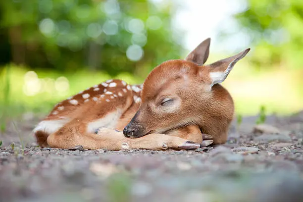 Photo of Newborn White-Tailed Deer Fawn Sleeping in Woods Clearing