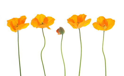 Welsh poppy flowers and flowerbud arranged in a row isolated on white background with shallow depth of field.