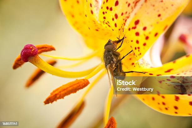 Fliegen Sie Mit Einer Blume Stockfoto und mehr Bilder von Bildschärfe - Bildschärfe, Blume, Blumenbeet