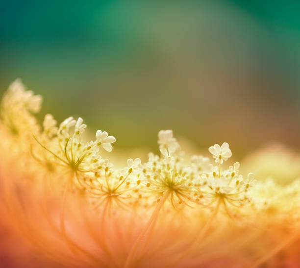 Close-up of wild carrot flower with selective focus on foreground