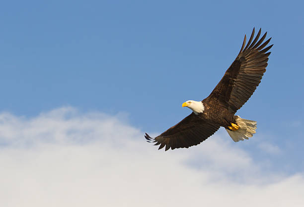 bald eagle gliding against blue sky and white wispy clouds - vliegen stockfoto's en -beelden