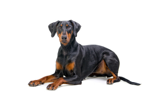 alert Doberman Pinscher with un-docked tail isolated on white