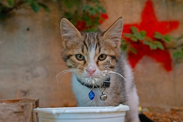 istock A cat with yoghurt in its mouth. 1685114515
