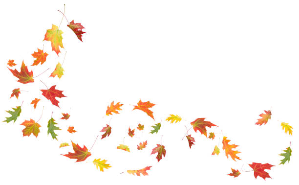 istock Autumn Maple and Oak Leaves Blowing in the Wind 168511706