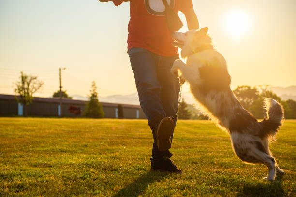 istock person playing with his dog 1685127040