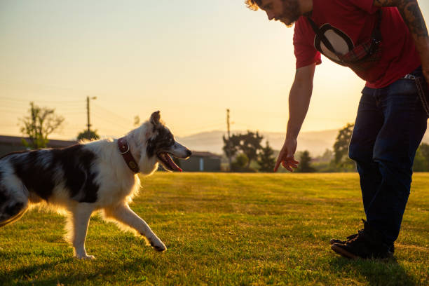 istock person playing with his dog 1685127041