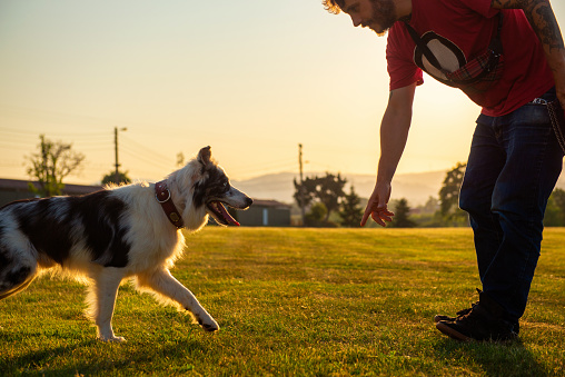 young man teaching his border collie dog the command come here at sunset in a field. dog training