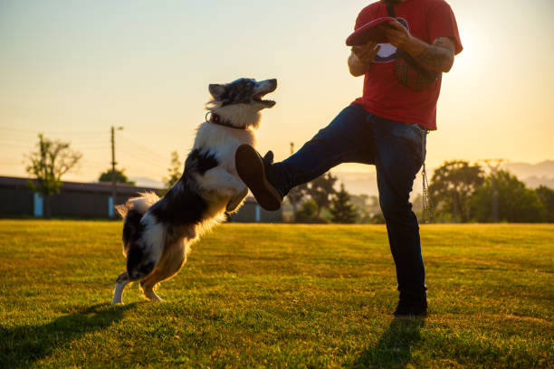 istock person playing with his dog 1685127042