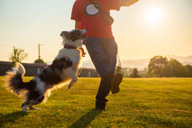 istock person playing with his dog 1685127043