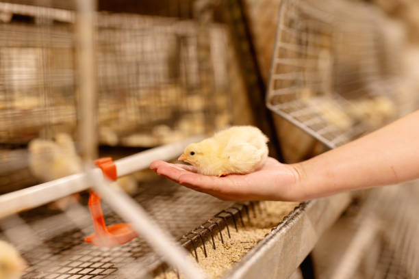 granja avícola moderna, pollo en la mano de un granjero en un primer plano de una granja avícola - granja avícola fotografías e imágenes de stock