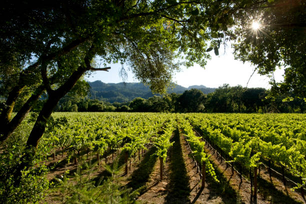 Vineyards and hills, Napa Valley, CA.