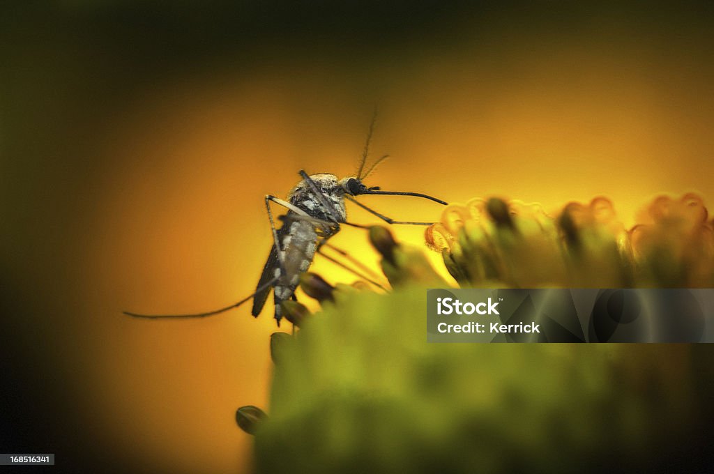 Moskito auf Blume - Lizenzfrei Moskito Stock-Foto