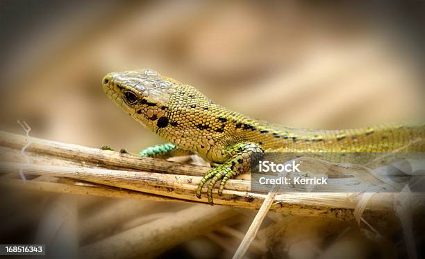 Sand Lizard Sitzt In Der Sonneaufnahme Stockfoto und mehr Bilder von Amphibie - Amphibie, Ansicht aus erhöhter Perspektive, Beige