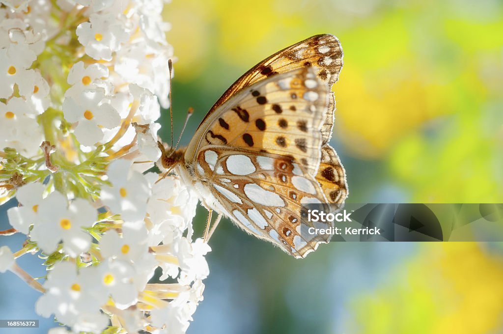 Queen of Spain Fritillary butterfly flower - Lizenzfrei Kleiner Perlmutterfalter Stock-Foto