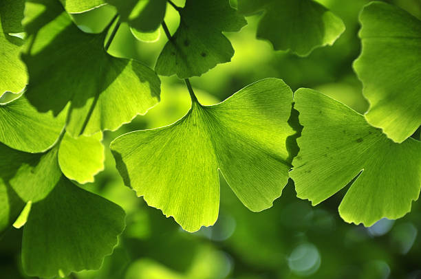 Green ginkgo leaf Close up of green gingko leaf in spring ginkgo stock pictures, royalty-free photos & images