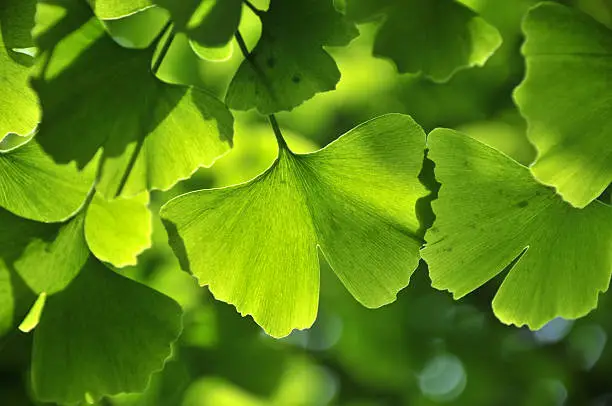 Close up of green gingko leaf in spring