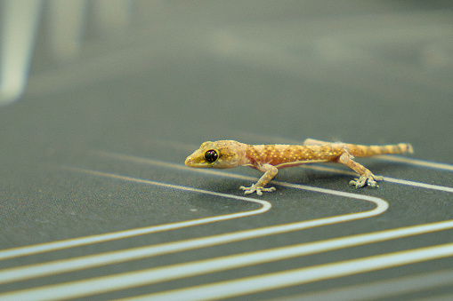 Baby lizard