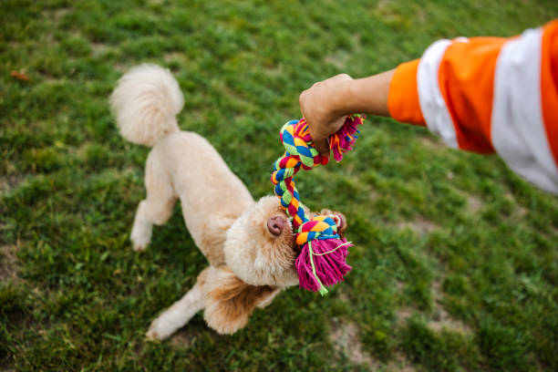istock Dog poodle Pulls Toy and Tug-of-War Game 1685172715