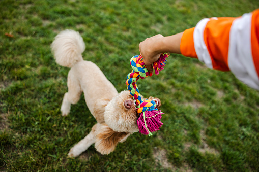 Dog poodle Pulls Toy and Tug-of-War Game