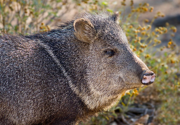 Javelina Peccary Javelina , also called Peccary   javelina stock pictures, royalty-free photos & images