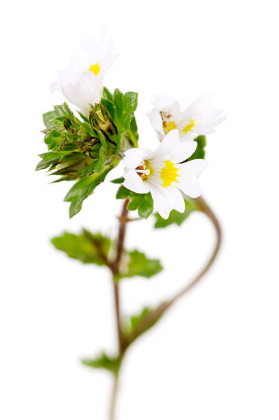Tiny flower sighted in remnant of Atlantic Rainforest, one of the six Brazilian biomes and one of the greatest biodiversity of the planet - Sao Paulo, SP, Brazil - October 8, 2016