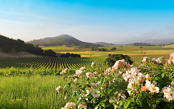 Napa Valley landscape in spring