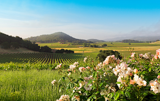 Vineyards and foggy mornings highlight this view of California's Napa Valley wine country.