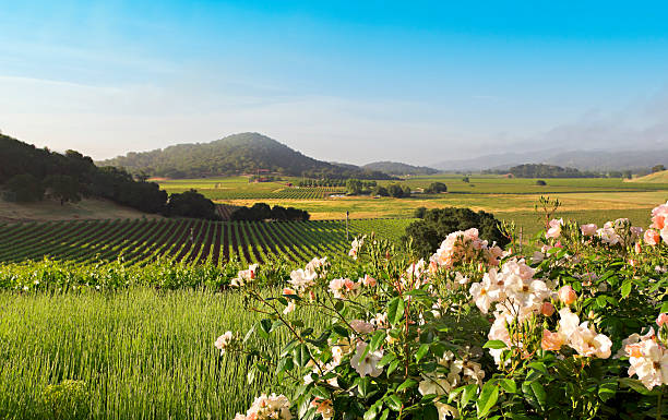 napa valley krajobraz w spring - northern california vineyard california napa valley zdjęcia i obrazy z banku zdjęć