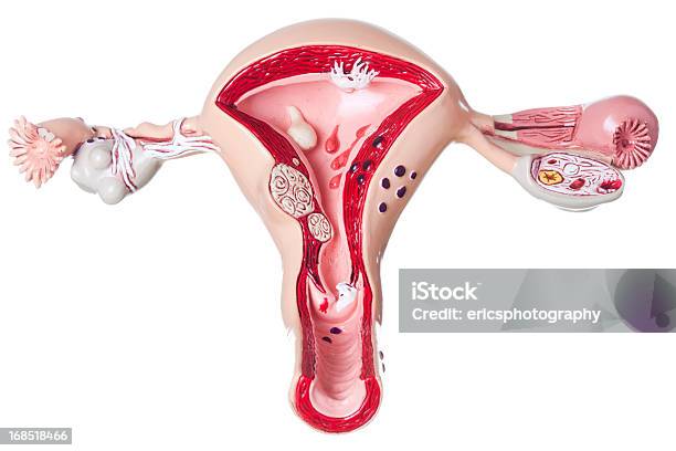 Utero E Le Ovaie Su Sfondo Bianco - Fotografie stock e altre immagini di Utero - Utero, Endometriosi, Fibromioma uterino