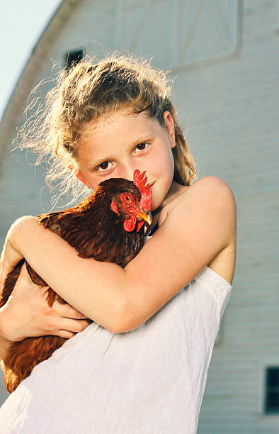 Girl with Chicken stock photo