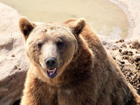 Brown bear happy in sanctuary environment, rescued from animal trade.  OLYMPUS DIGITAL CAMERA